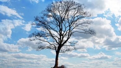 tree, landscape, nature