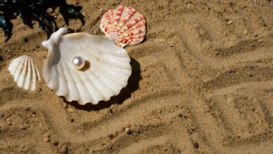 Close-up of Seashells and a Pearl Lying on Sand