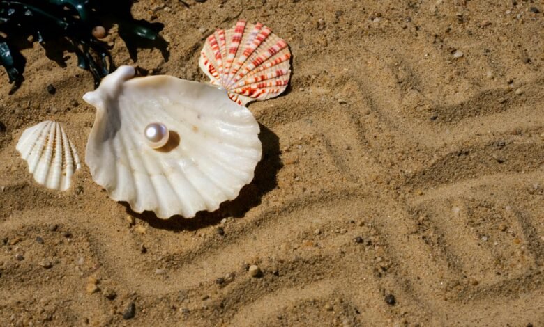 Close-up of Seashells and a Pearl Lying on Sand